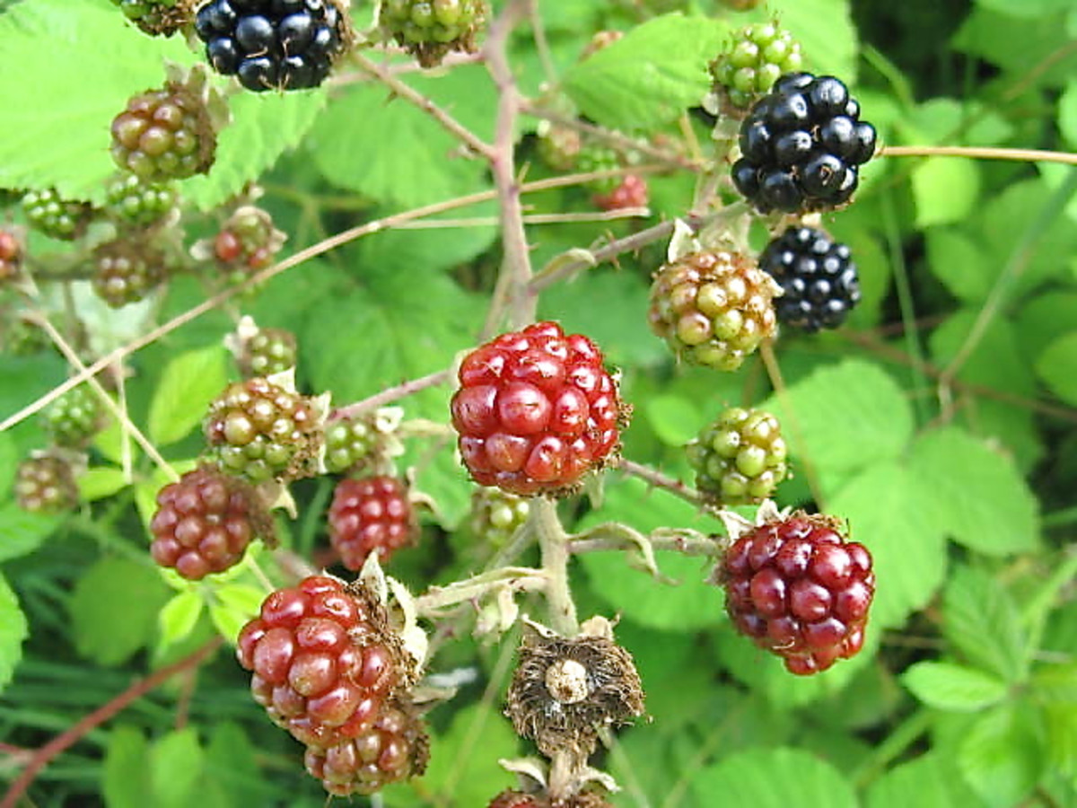 Himalayan Blackberry Plants Invasive, Noxious, and Beautiful Owlcation