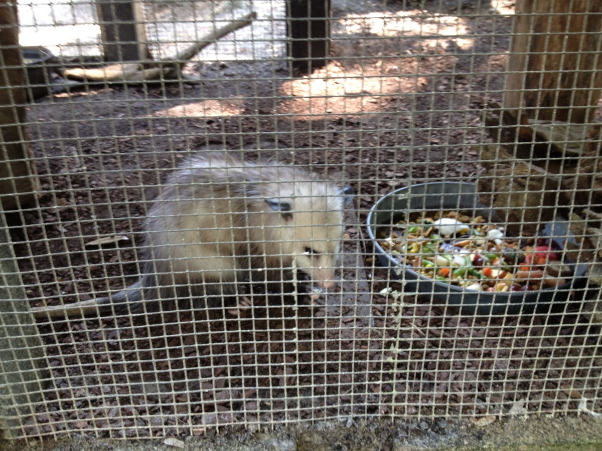Caring for Baby Possums HubPages