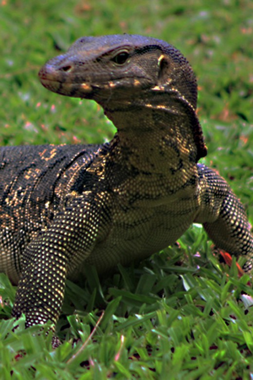 The Asian Water Monitor Lizard; Varanus salvator Owlcation