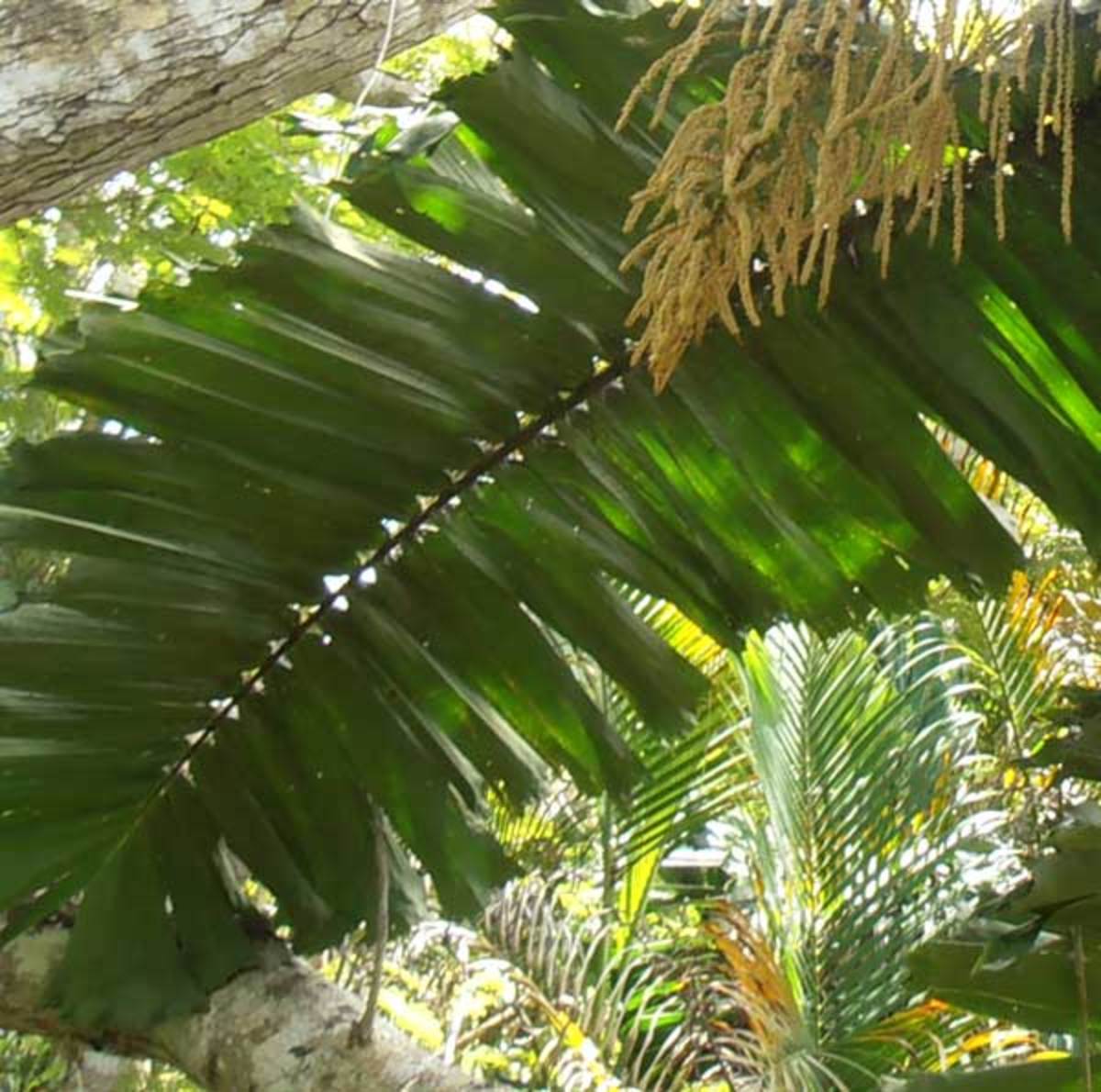 All About Palm Trees: A Photographic and Botanical Appreciation | Owlcation