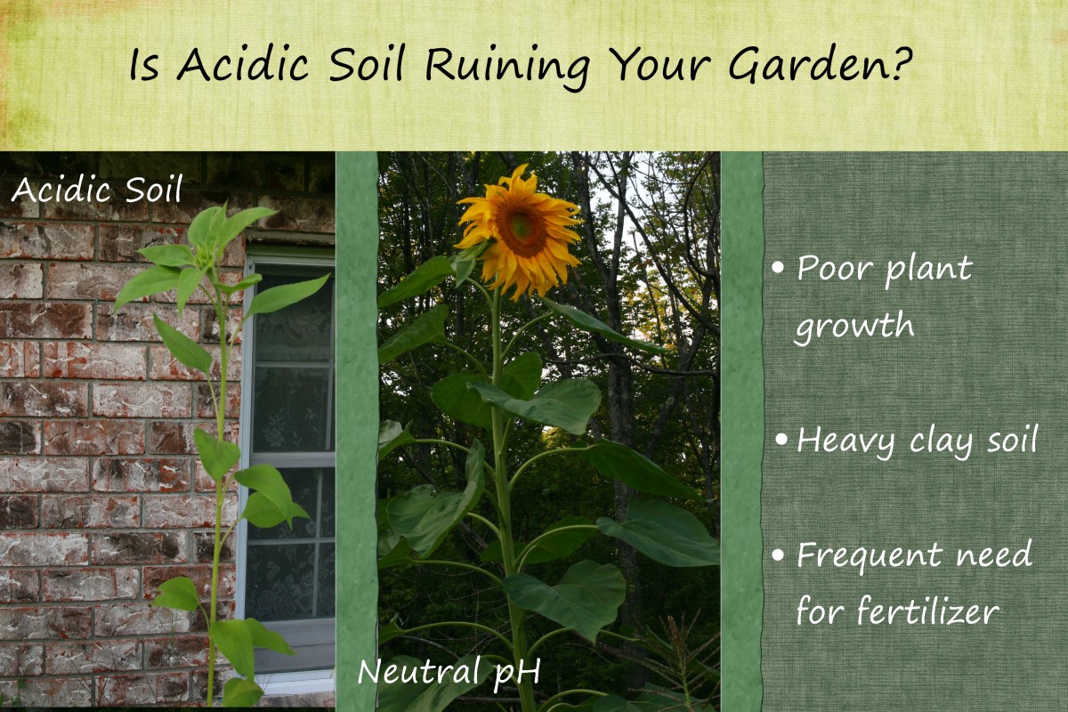 How to Make Soil Less Acidic Dengarden