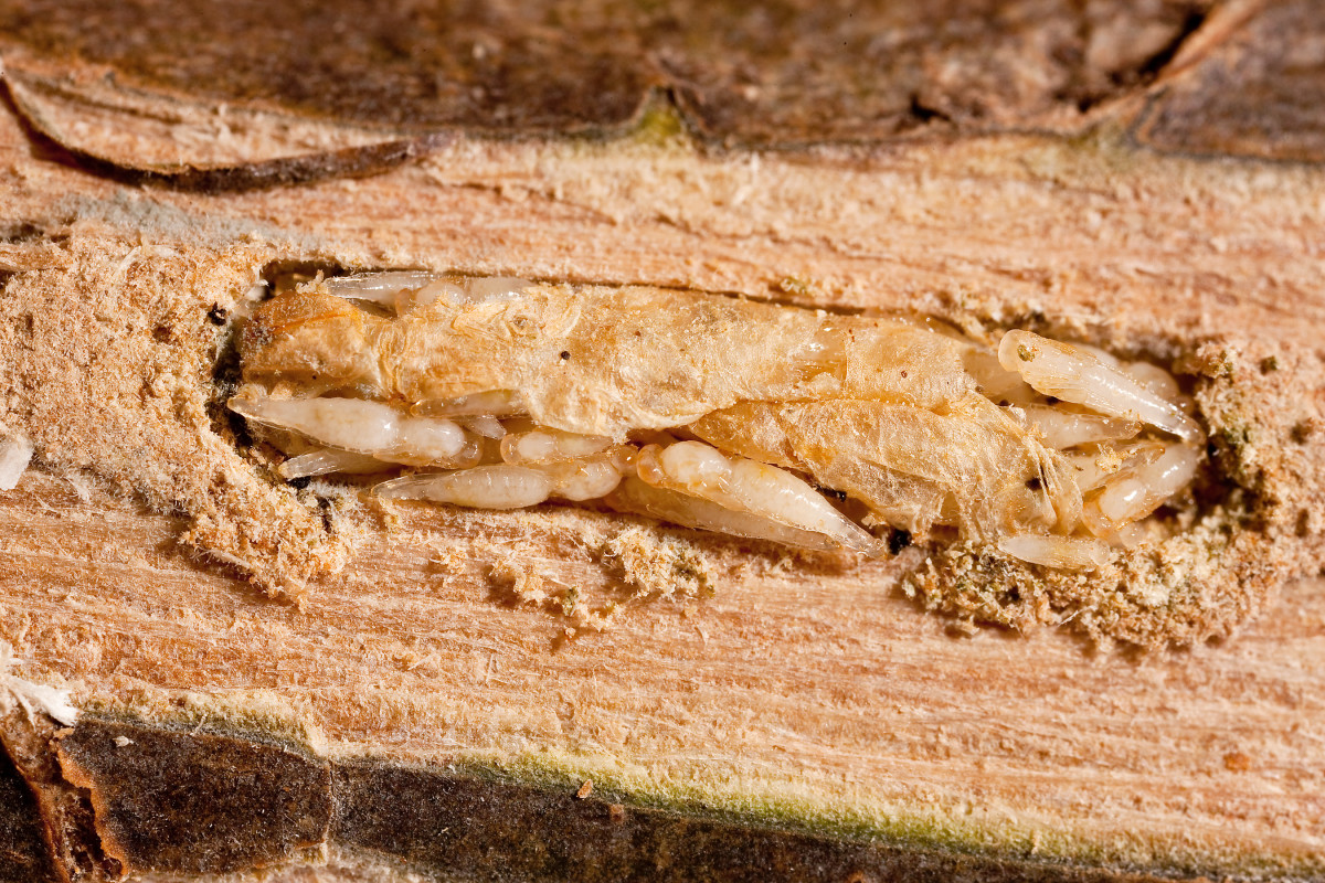 The Emerald Ash Borer An Invasive and Destructive Pest Owlcation