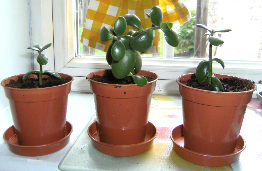 Easy To Grow Houseplants HubPages