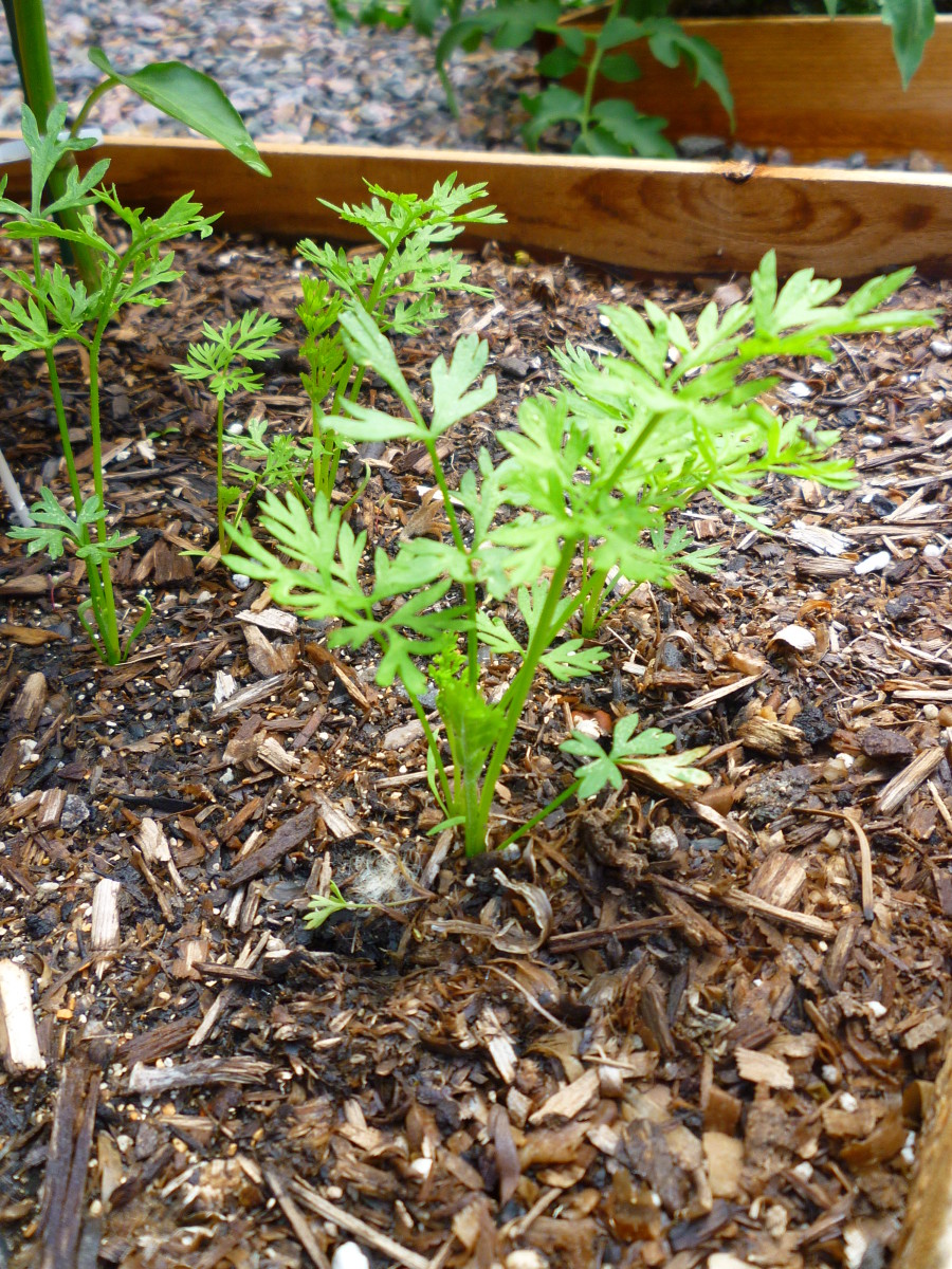 How to Grow Carrots From Seed Dengarden