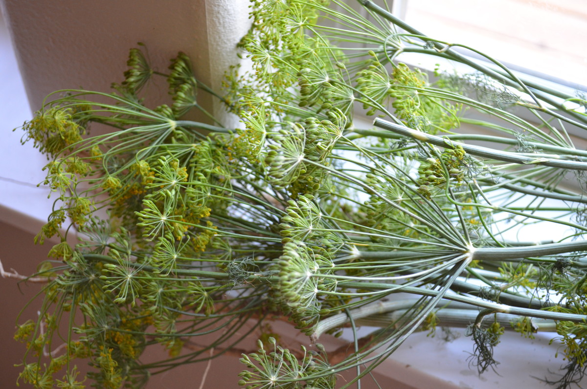 How To Dry Fresh Dill Weed HubPages