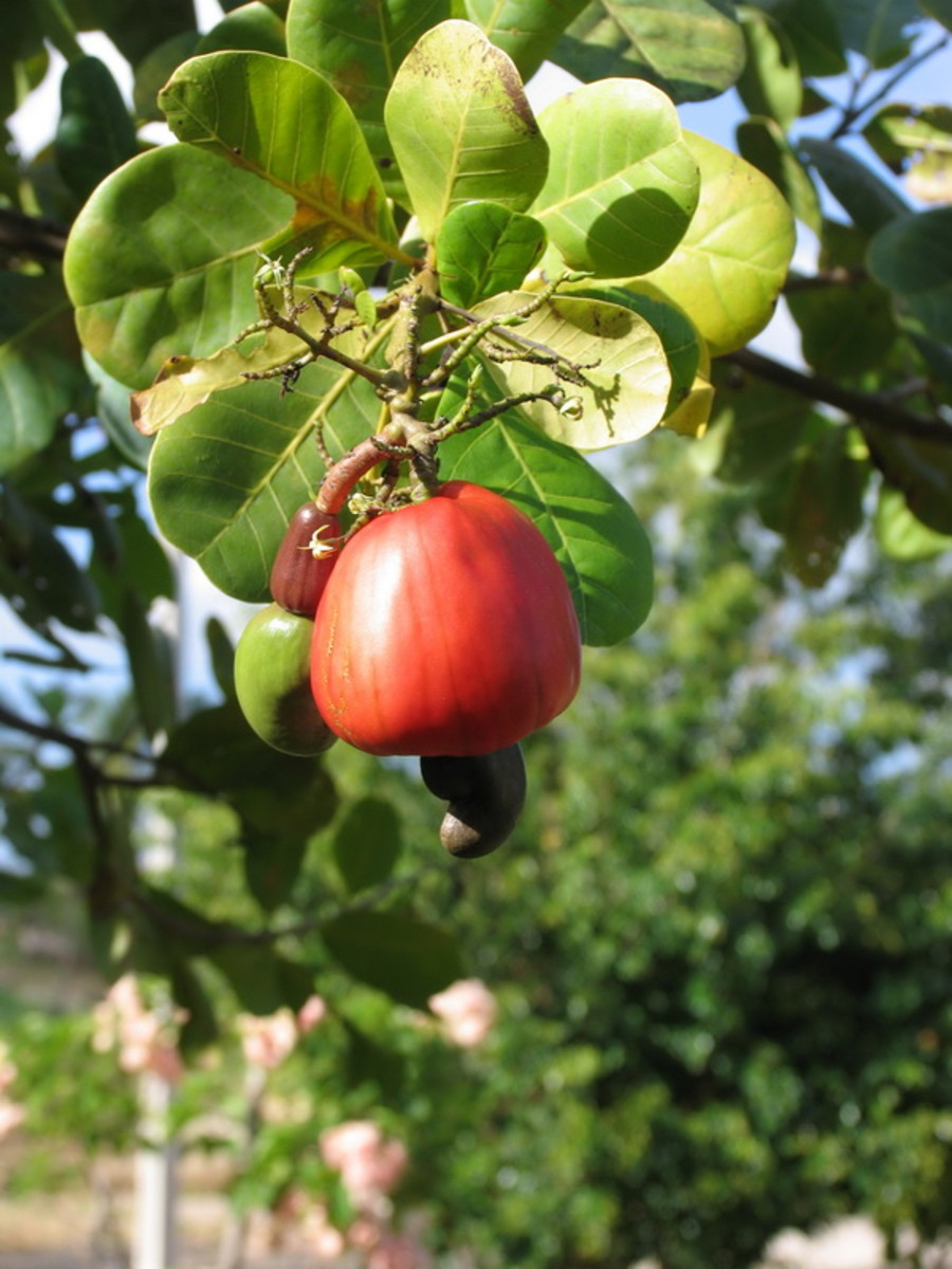 How Cashews Grow Owlcation