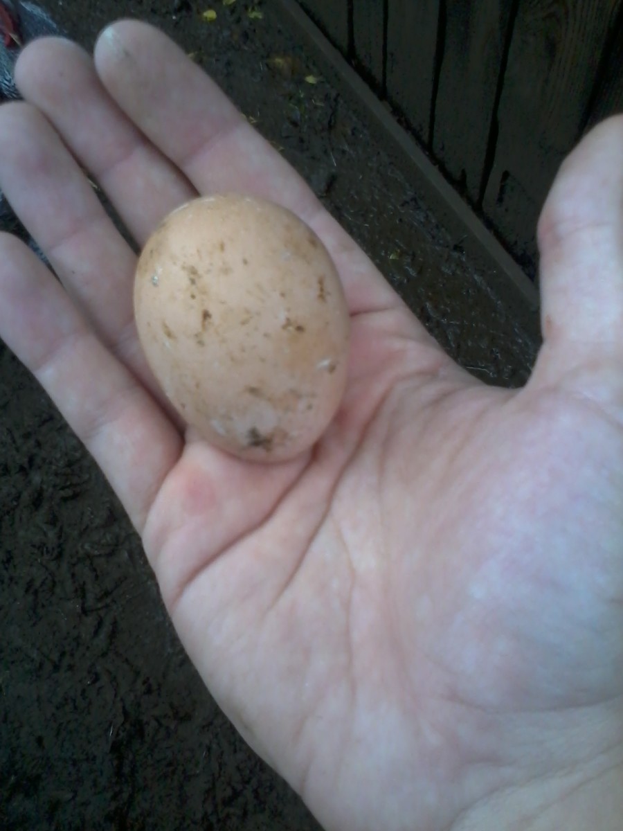 Five Best Egg Laying Chicken Breeds Owlcation