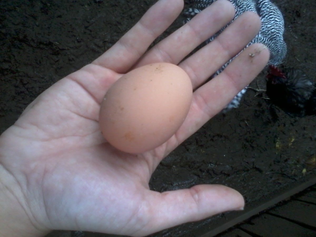 Five Best Egg Laying Chicken Breeds Owlcation