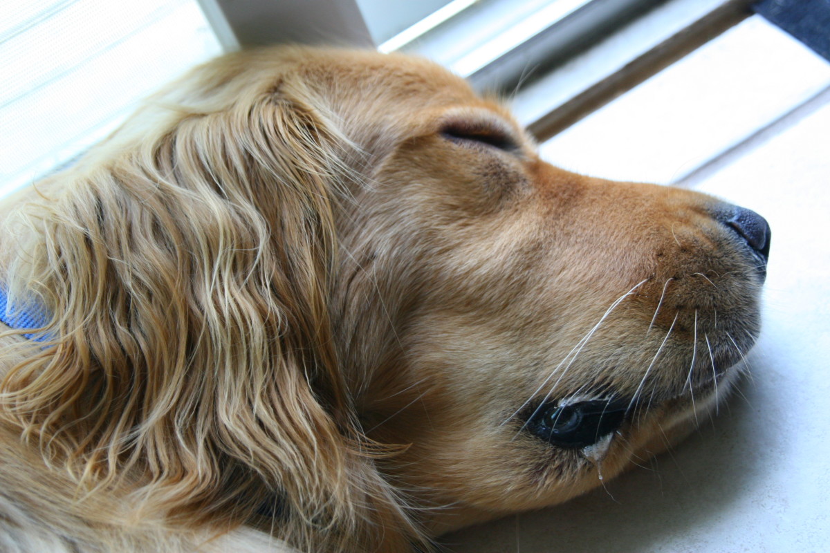 Bee Sting Reactions and Treatment for Dogs PetHelpful