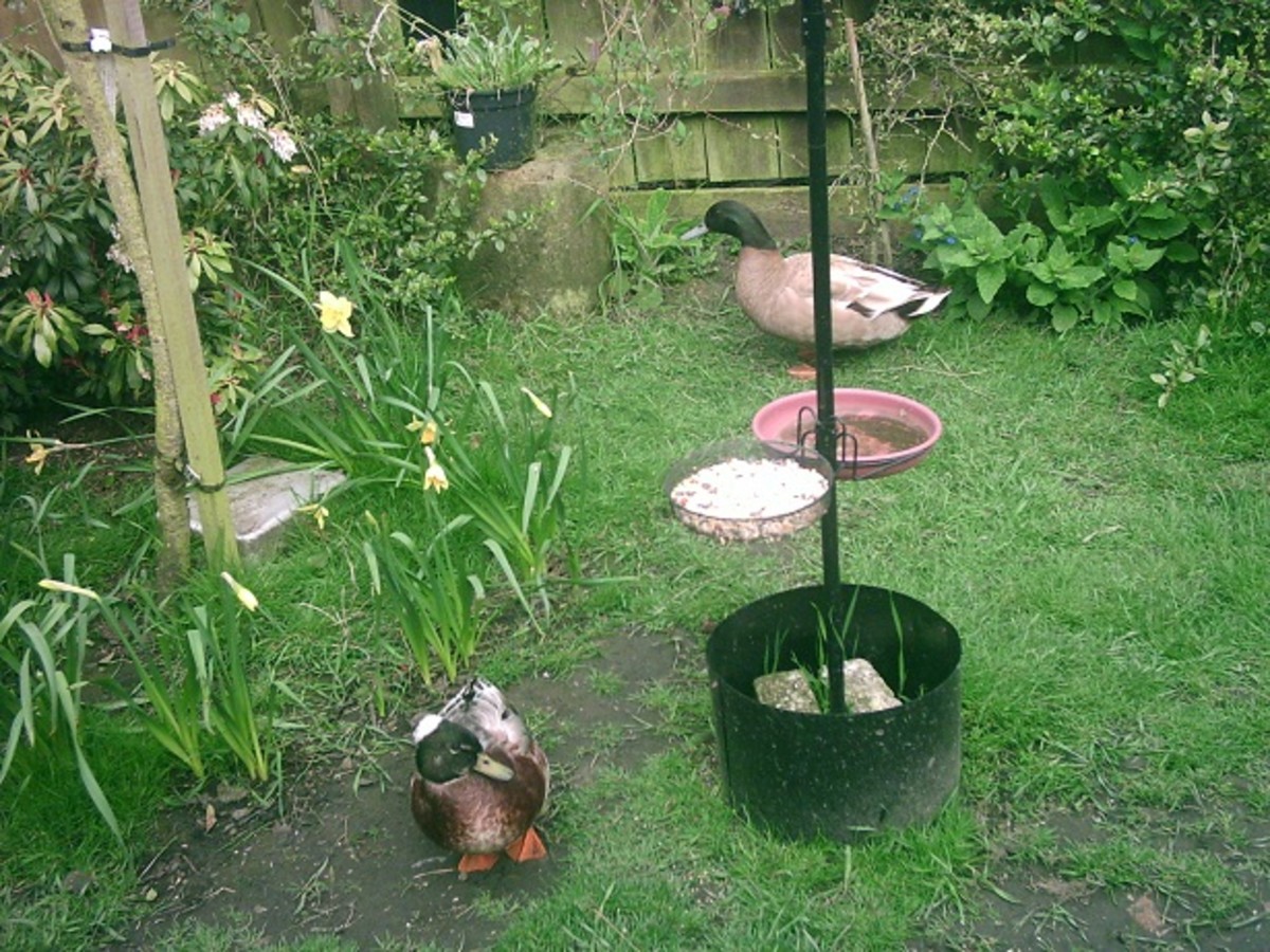 A Guide to Keeping Ducks as Pets PetHelpful