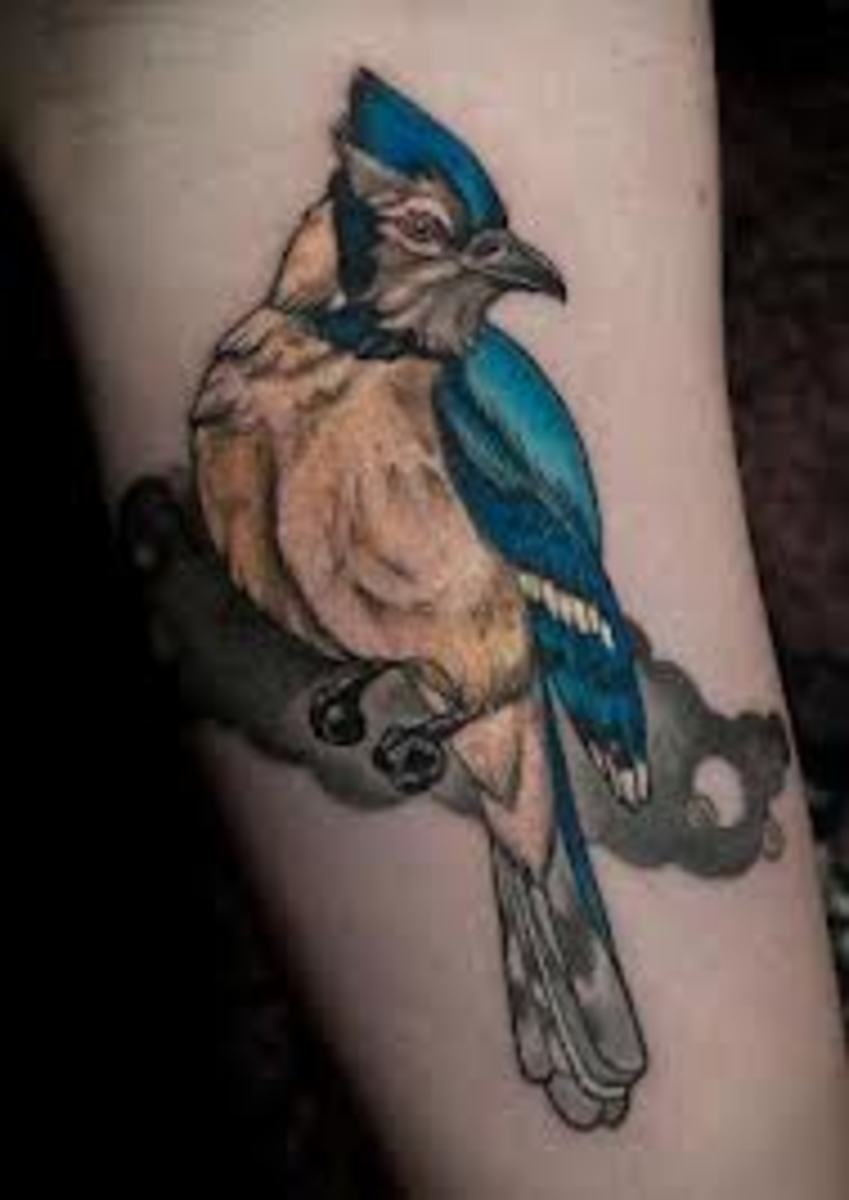 Blue Jay Tattoo Meanings & Designs TatRing