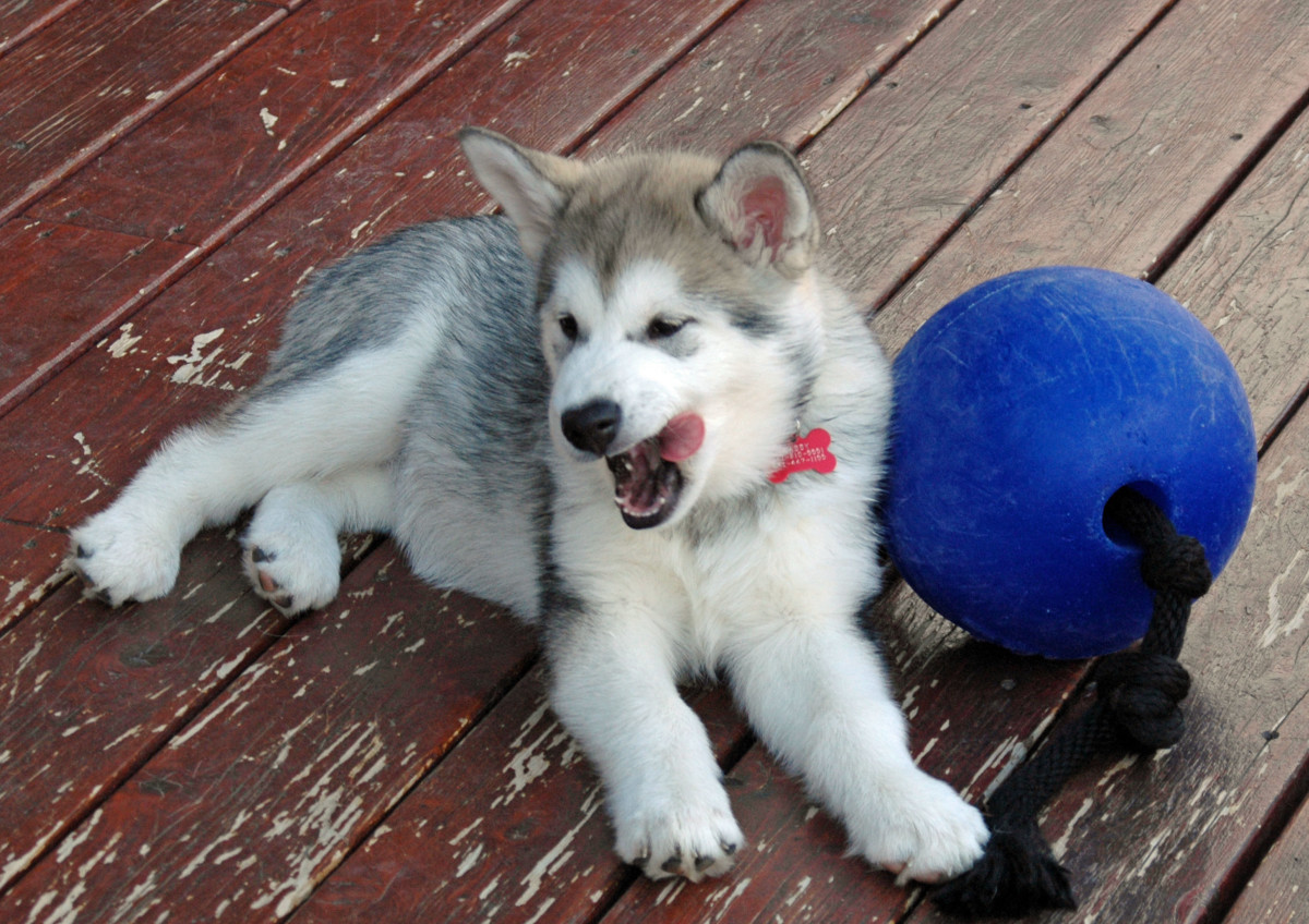 How Much Should You Pay a Pet Sitter? PetHelpful