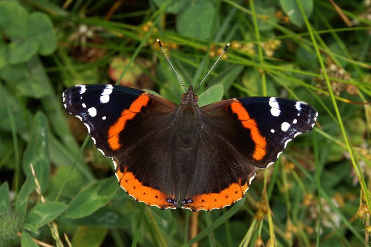Butterflies of Oklahoma Ten Beautiful Species and How To Attract Them