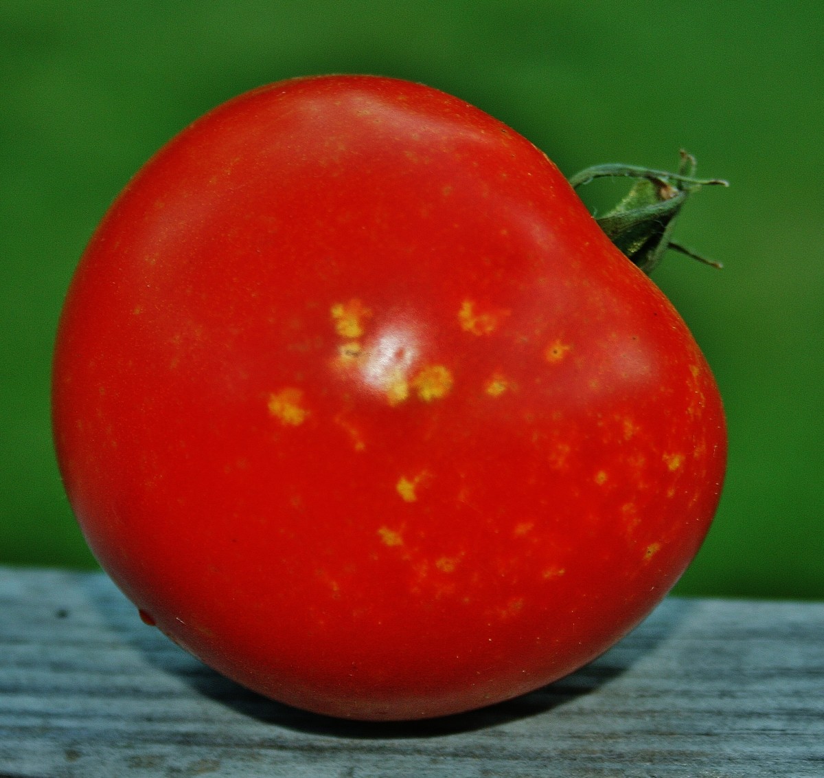 Help! My Tomatoes Have Acne!