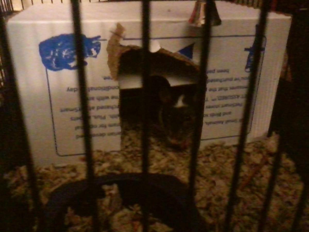 How to Introduce a New Pet Rat PetHelpful