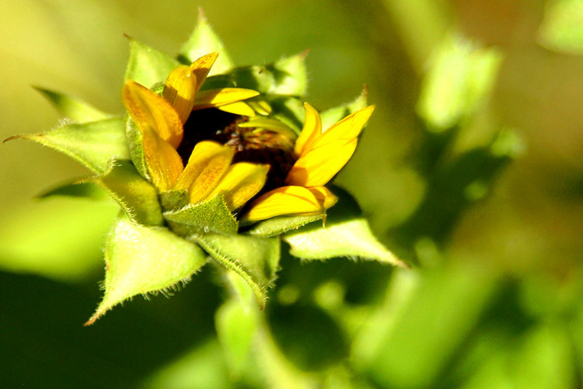 Pictures Of Sunflowers, Buds To Blooms HubPages