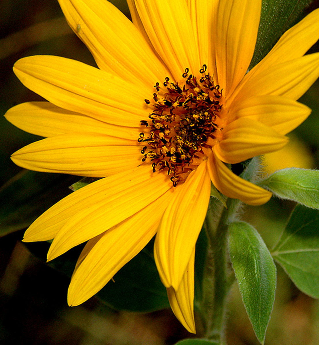 Pictures Of Sunflowers, Buds To Blooms HubPages