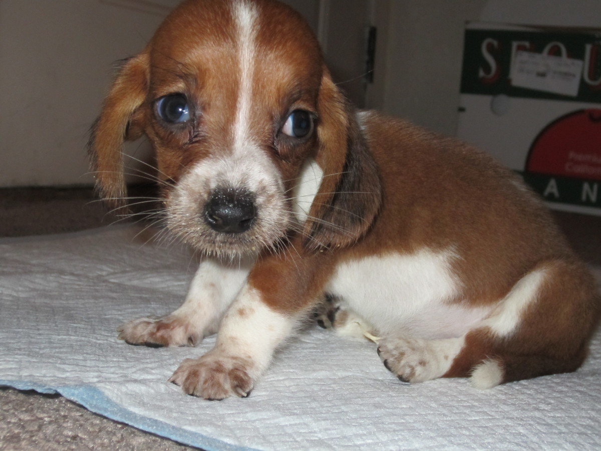 How To Potty Train Your Puppy Fast HubPages