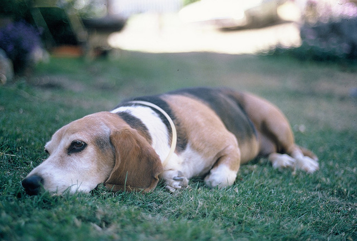 Five Dog Breeds With the Longest Life Expectancy PetHelpful