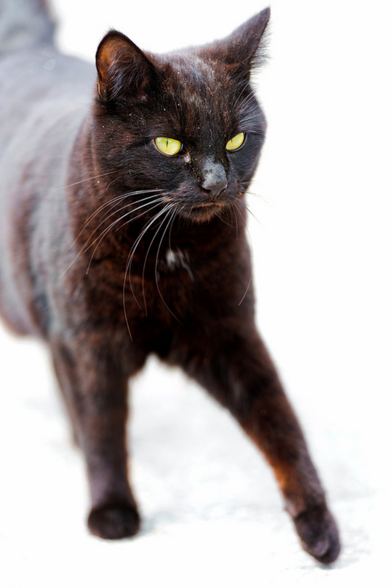 Legends and Folklore about Black Cats HubPages