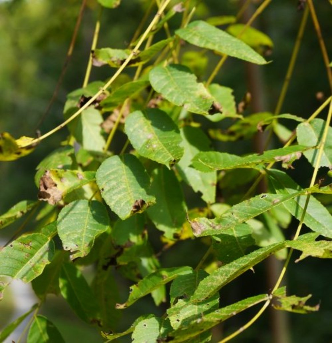 Black Walnut and What You Can Do With It Dengarden