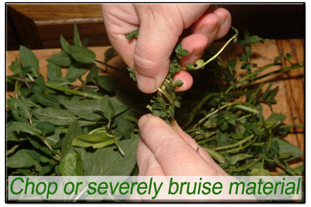 How To Make Peppermint Extract HubPages