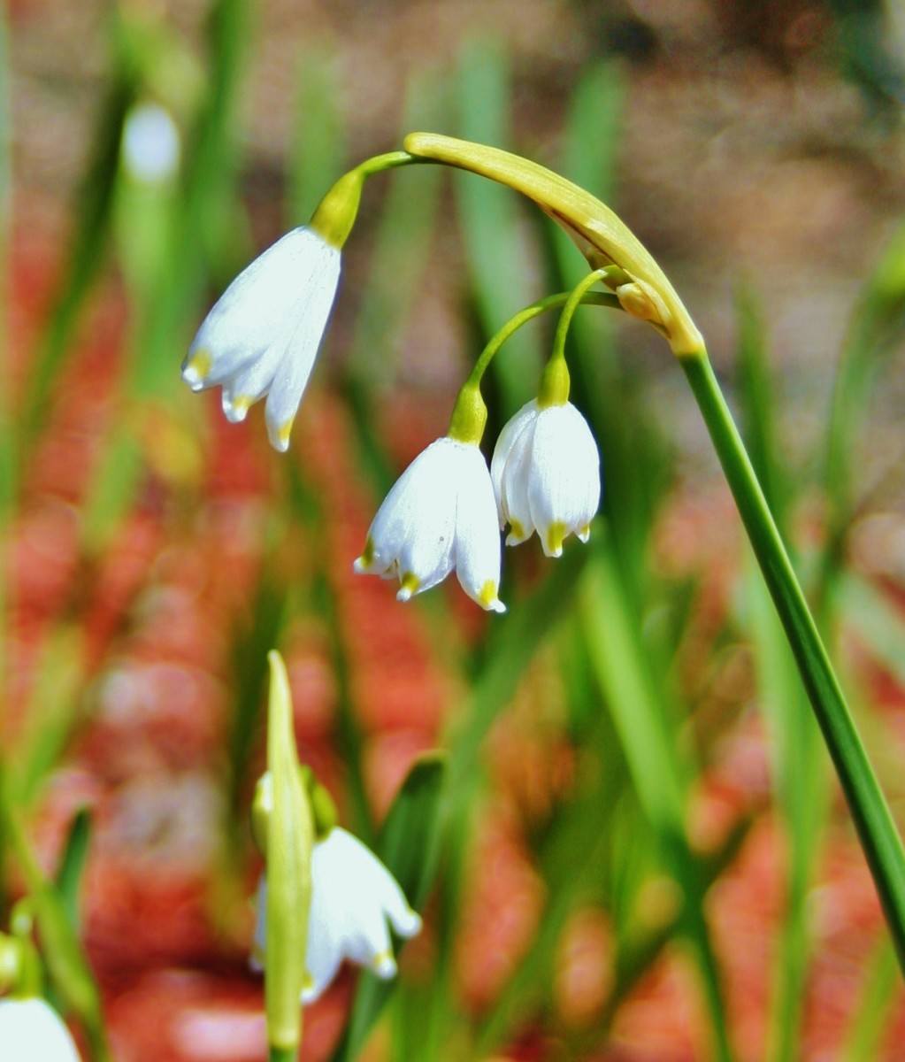 Plants That Bloom in Winter Dengarden