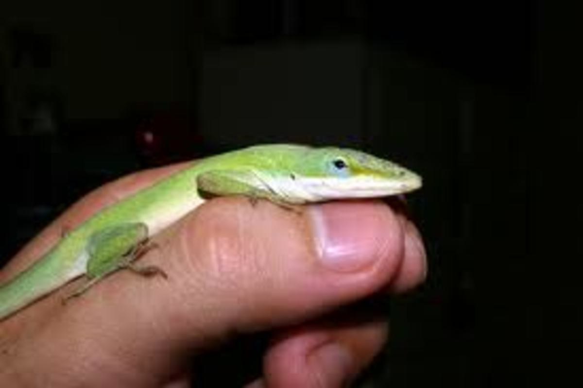 Green Anole Lizards HubPages