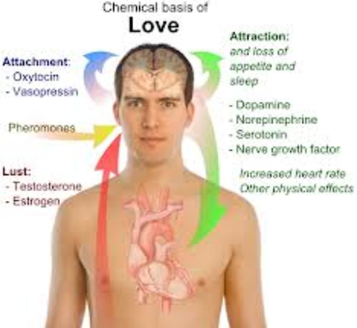 How to Increase Your Pheromones Attract The Opposite Sex HubPages