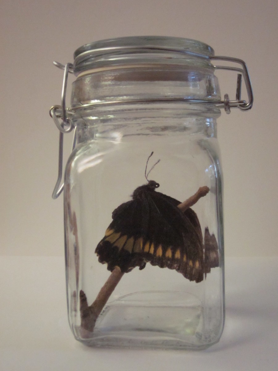 Craft Project How to Make a Butterfly Jar