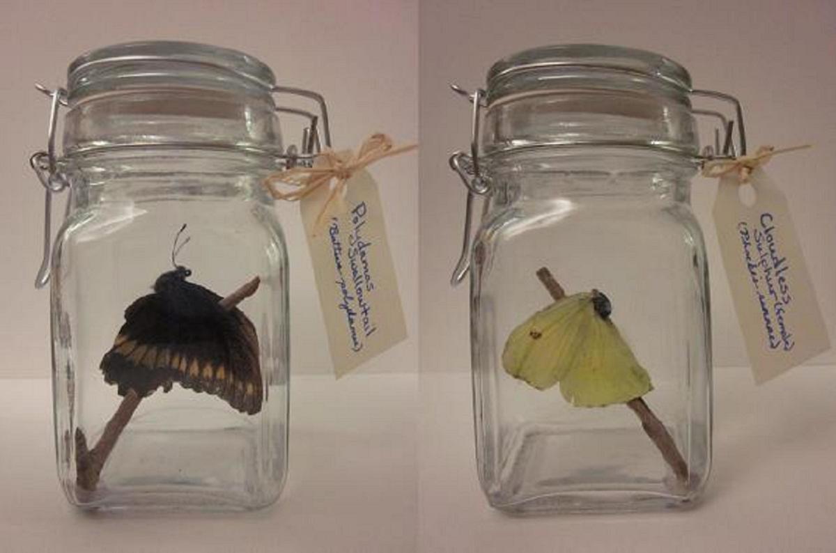 Craft Project How to Make a Butterfly Jar