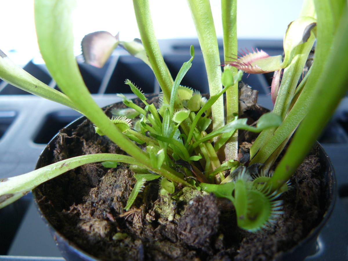 How to Grow and Care for an Indoor Venus Fly Trap Dengarden