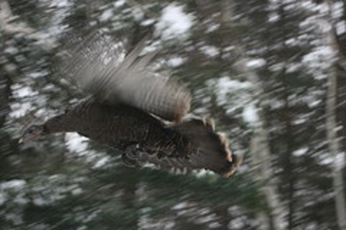 Fun Questions and Answers About Wild Turkeys HubPages