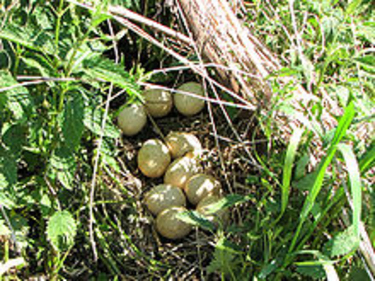 Fun Questions and Answers About Wild Turkeys hubpages