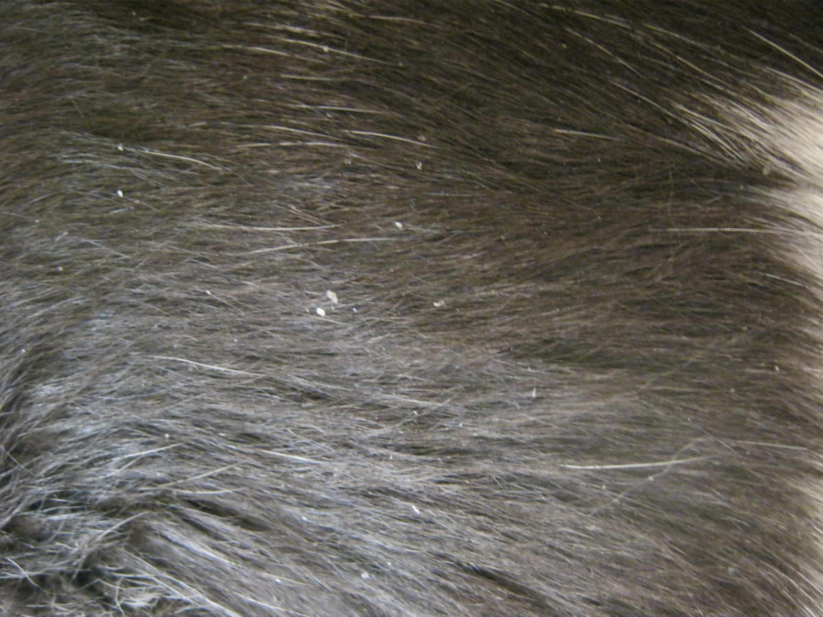 Cat Dandruff Your Cat Is Not Concerned About It But Most Owners Are