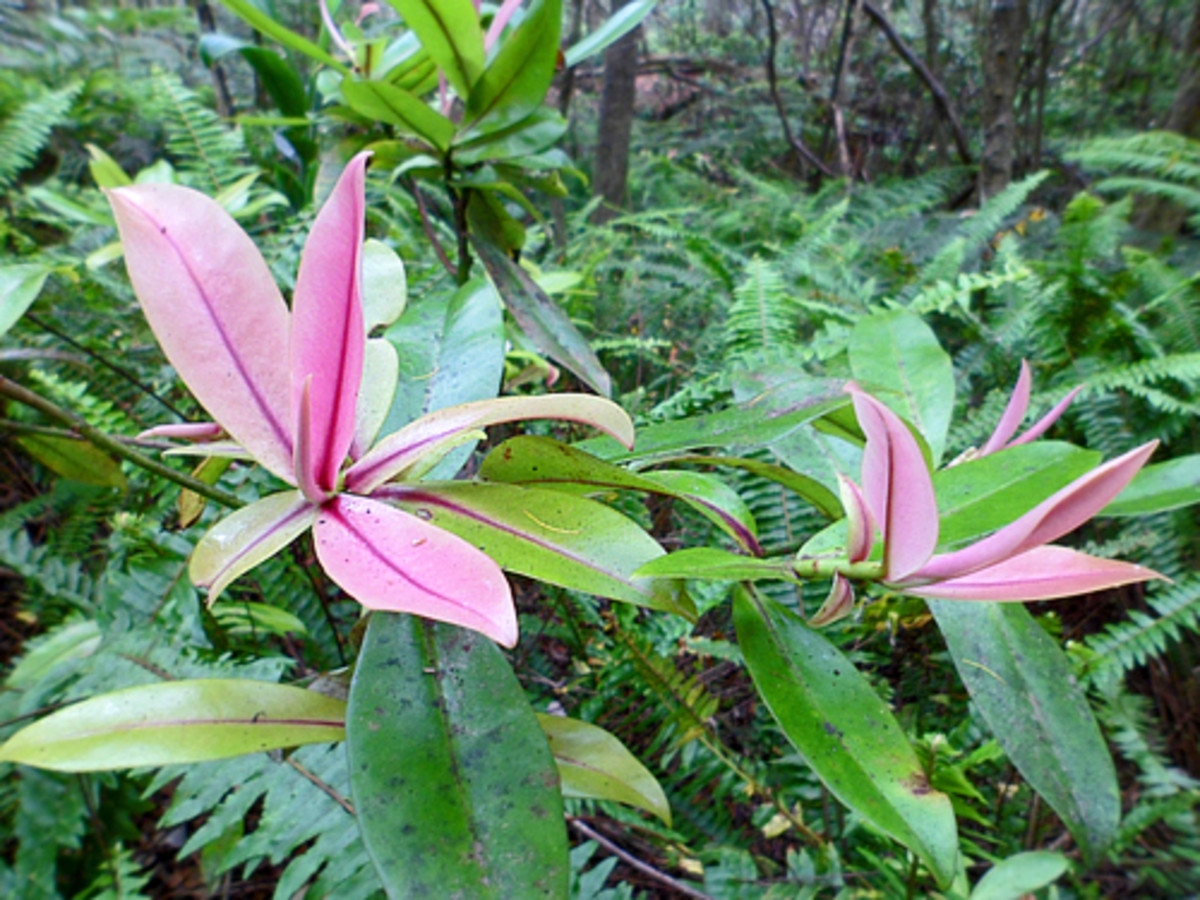 Hidden Hawaii Kalopa Native Forest State Park on the Big Island HubPages