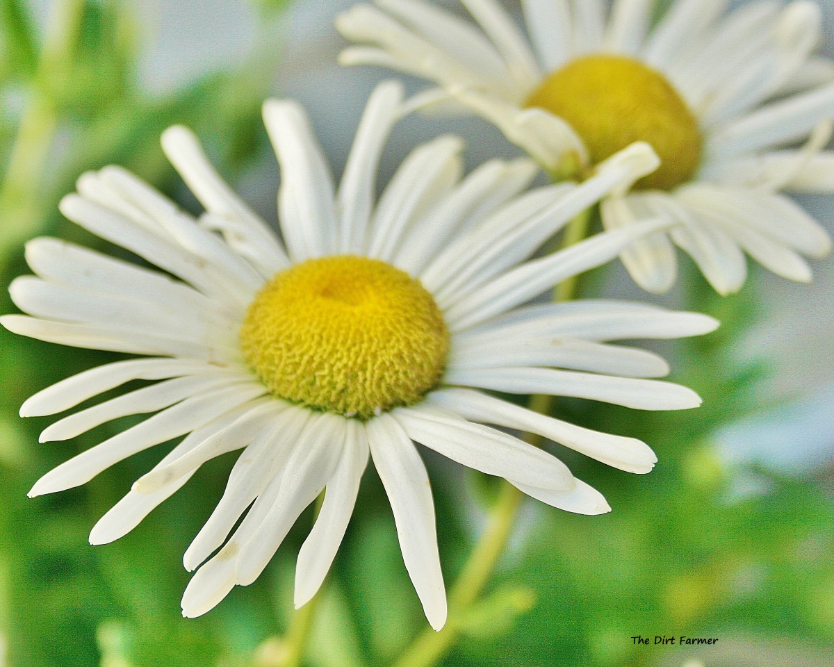 Montauk Daisies Dengarden