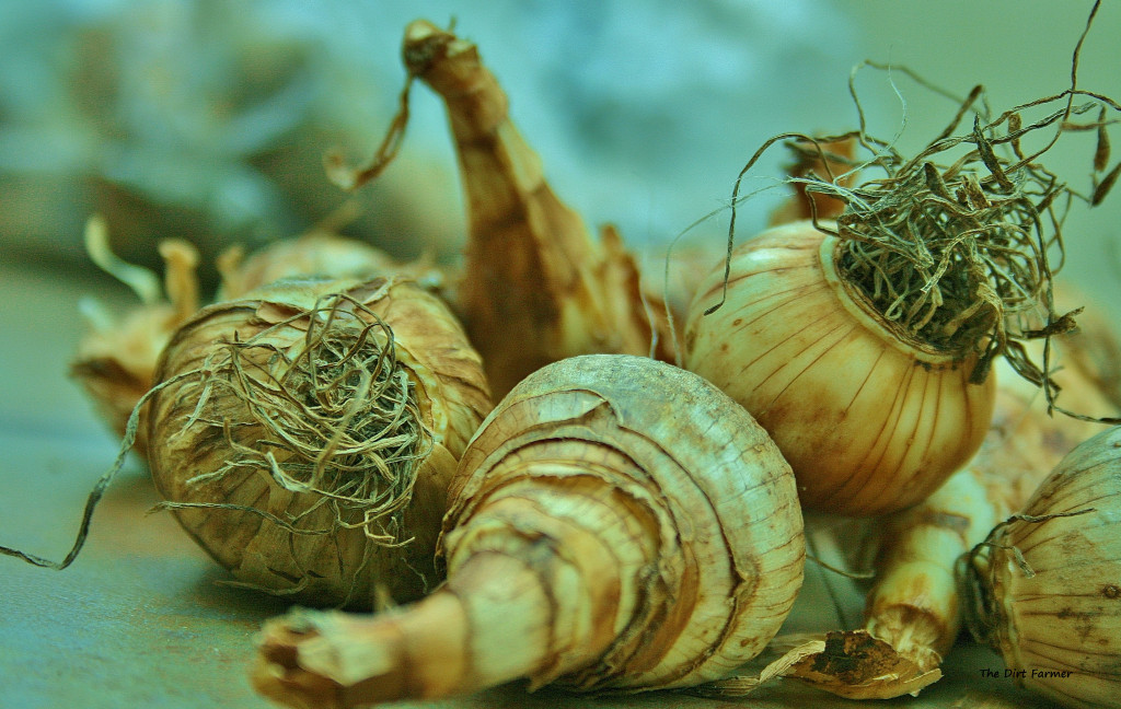 How to Plant Flower Bulbs