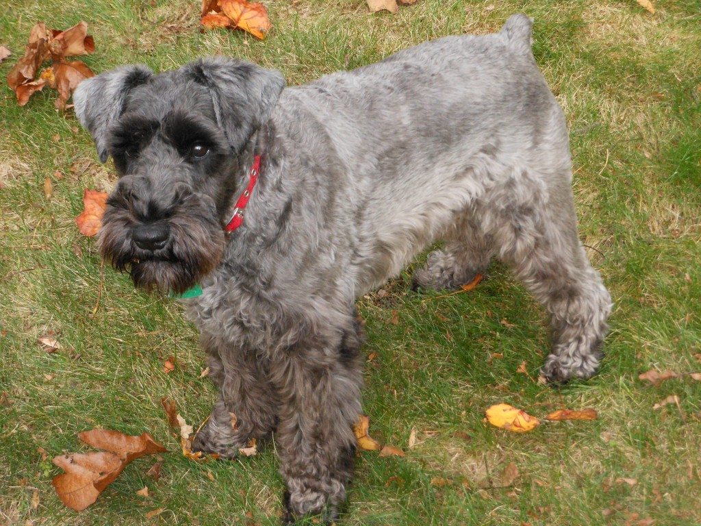 How to Raise Healthy Miniature Schnauzers PetHelpful