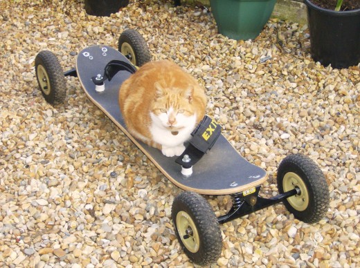 Cute and Funny Cat Pictures. Why Do We Love Them so Much? HubPages