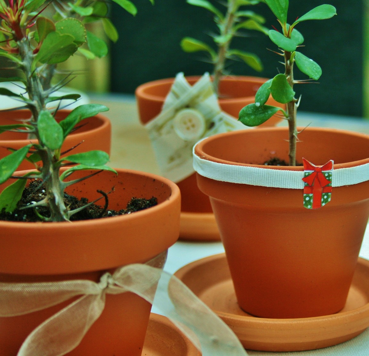 How To Grow Crown Flower Plant From Cutting at Joann Rodriguez blog