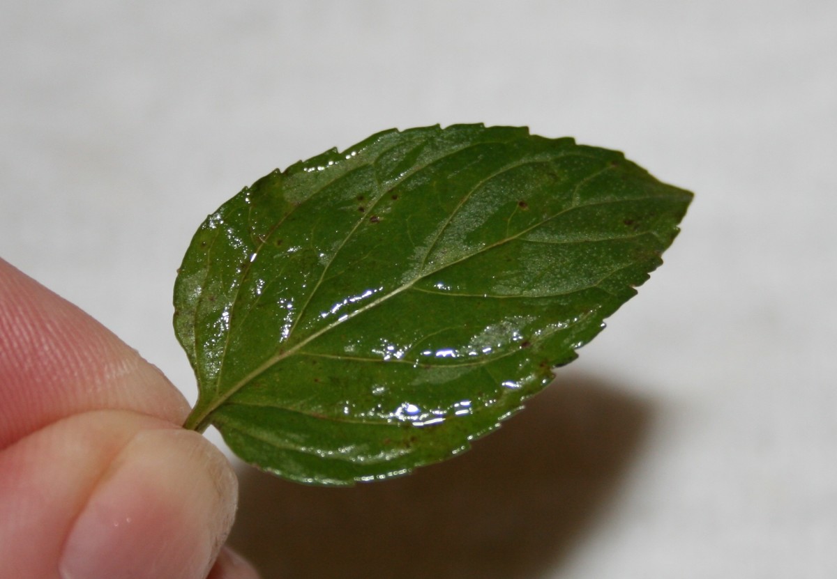 Candied Mint Leaves Recipe Delishably
