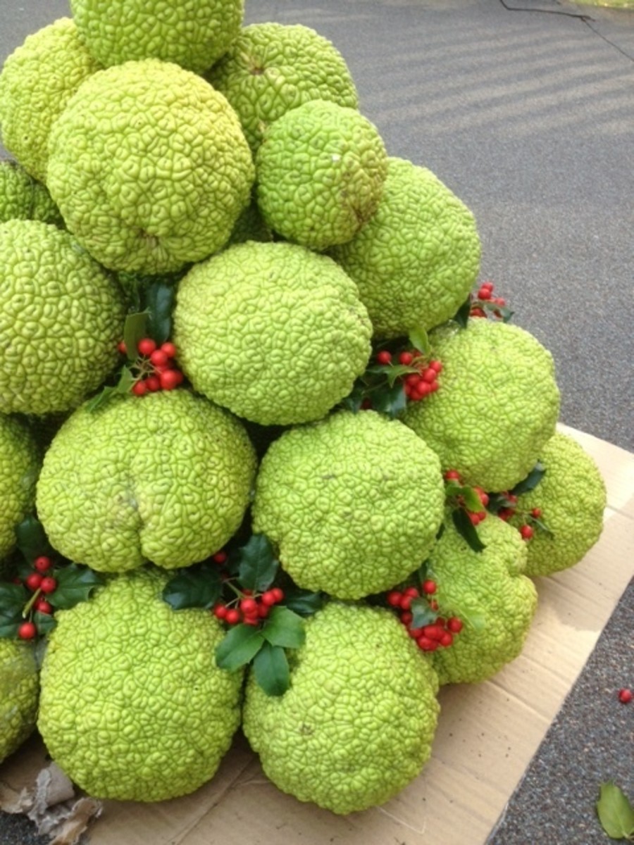 What to do with Hedge Apples Hedge Apple Christmas Trees HubPages