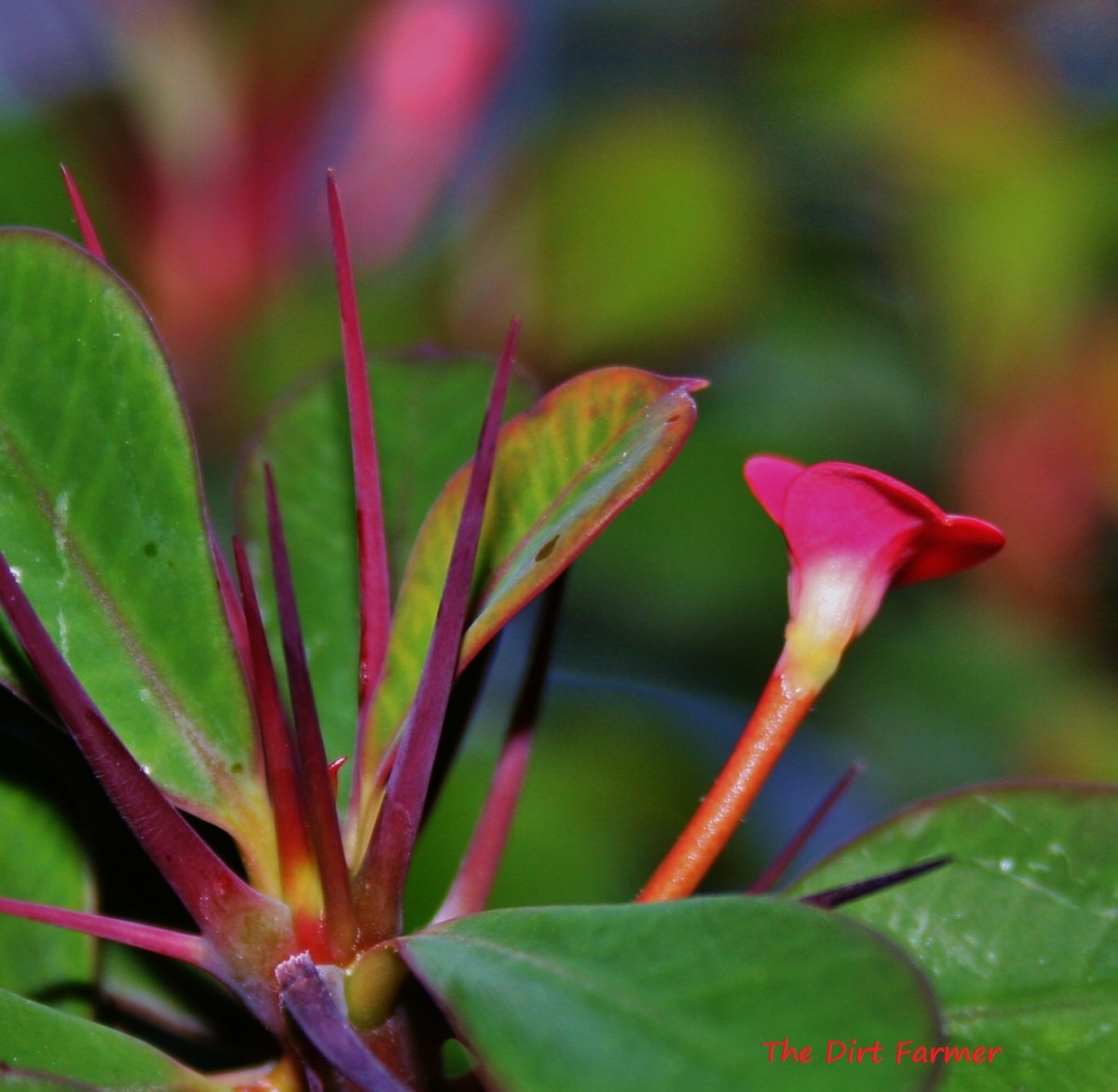 How to Grow Crown of Thorns From Cuttings Dengarden