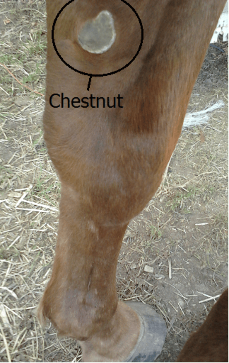 Equestrian Words hubpages