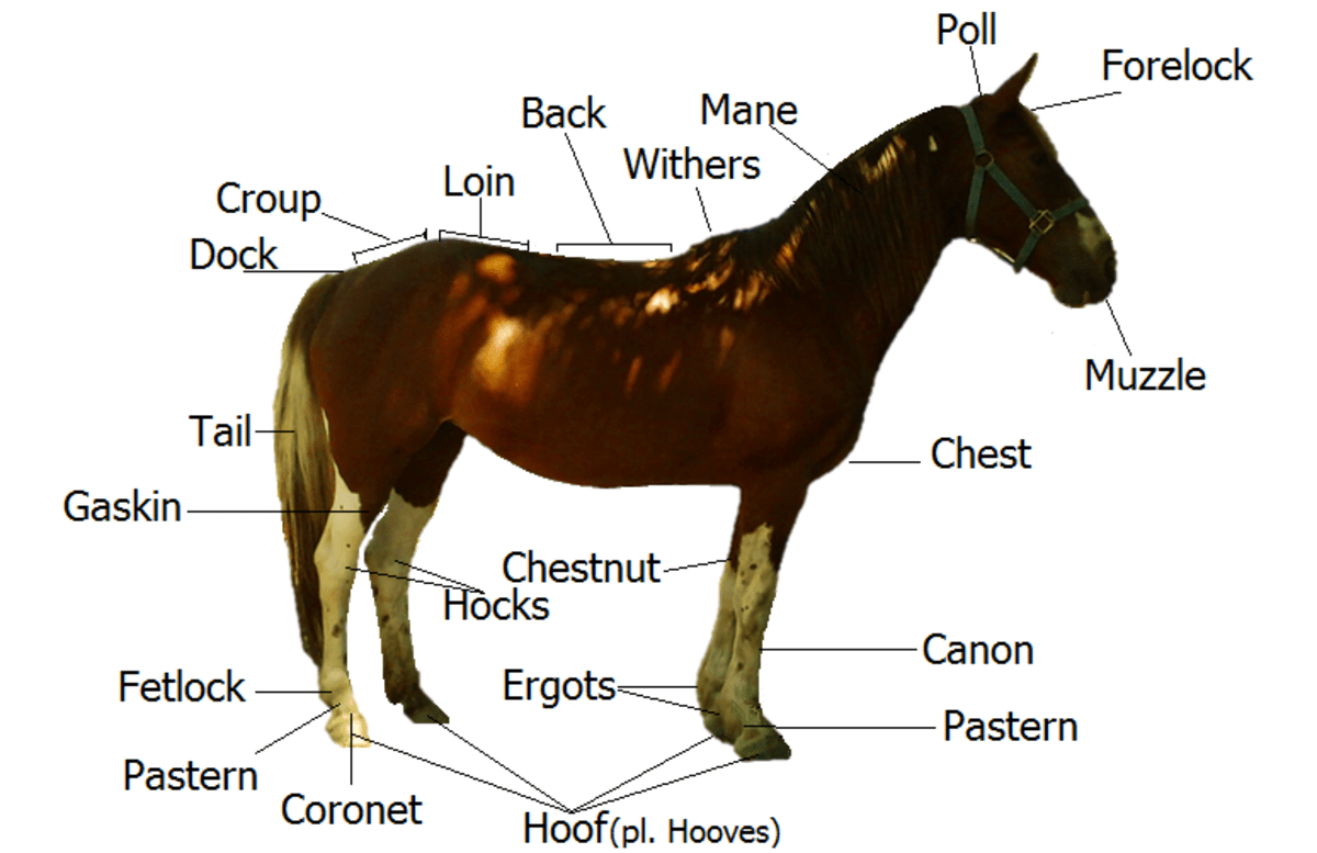 Equestrian Words HubPages