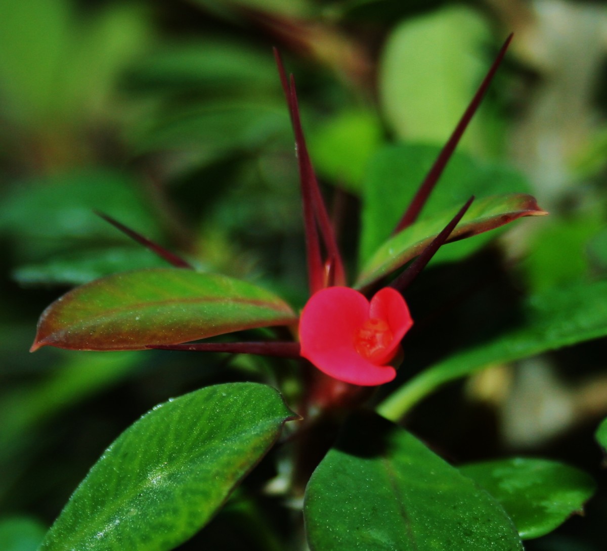 How to Grow Crown of Thorns From Cuttings Dengarden