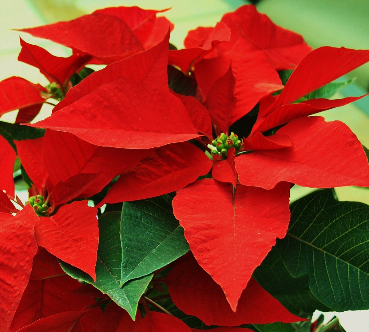 How to Make Poinsettias Last Longer Dengarden