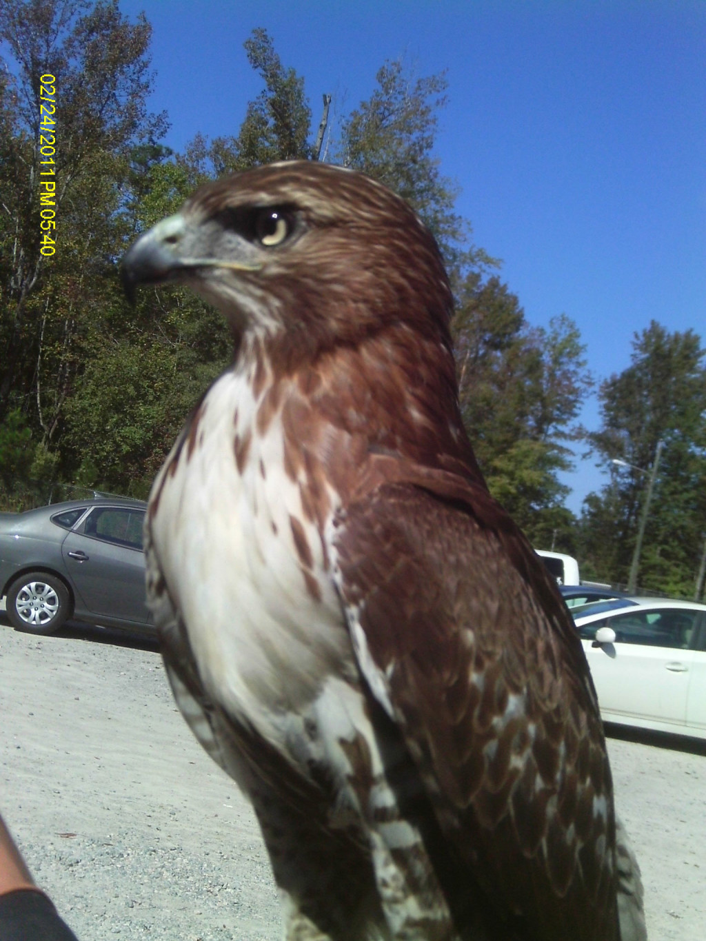 Where to Go in North Carolina Sylvan Heights Wildlife Bird Sanctuary