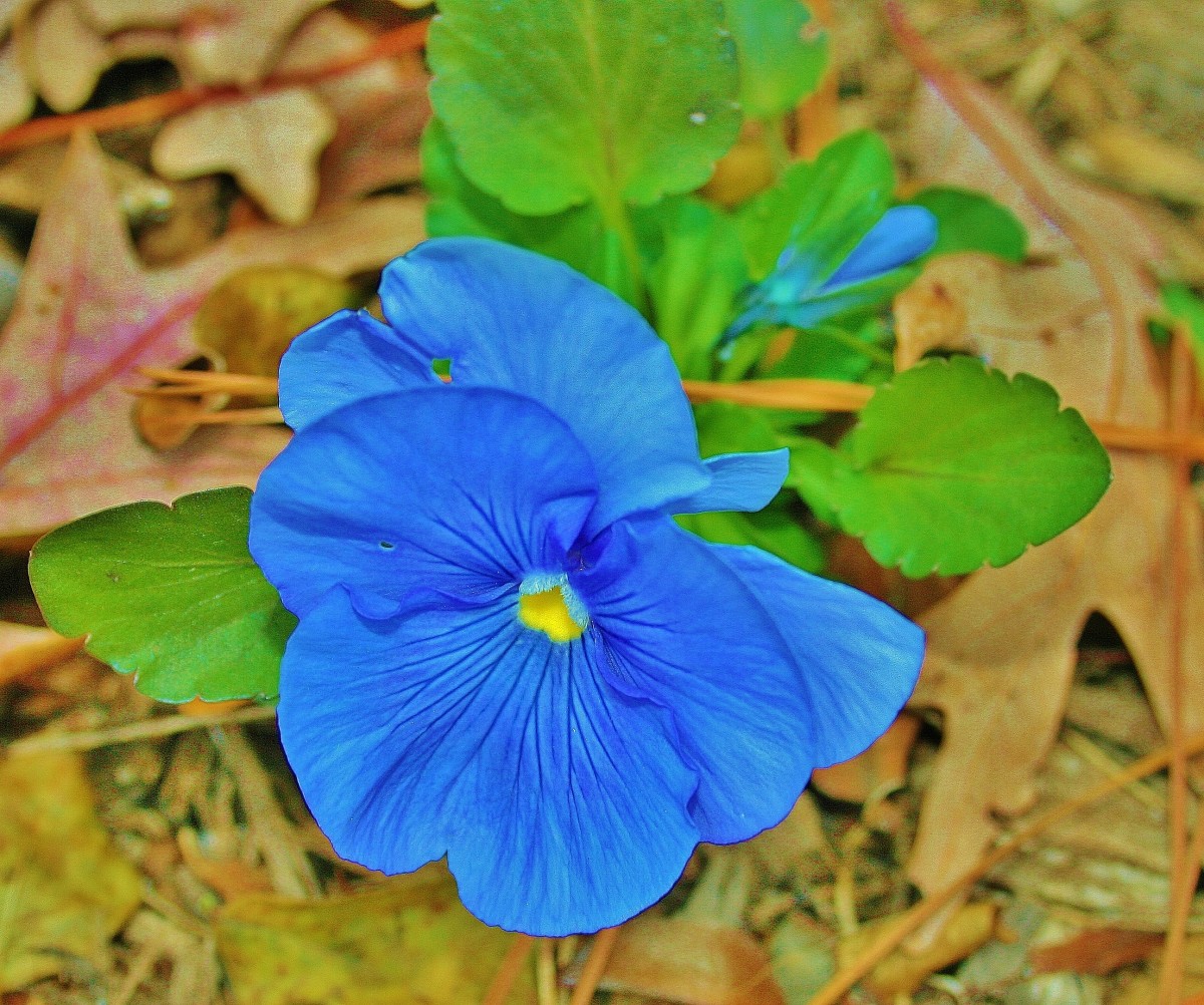 YearRound Pansies Dengarden